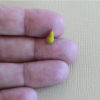 miniature pears in 1:12 scale
