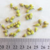 miniature pears in 1:12 scale